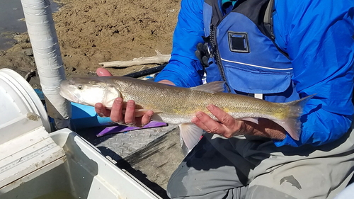 Colorado Pikeminnow