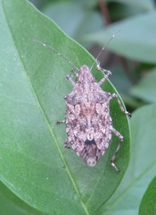 Eupaleopada concinna