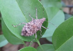 Eupaleopada concinna