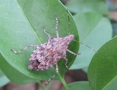 Eupaleopada concinna