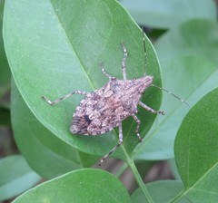 Eupaleopada concinna