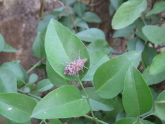 Eupaleopada concinna