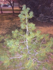 Pinus bungeana
