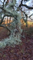Pseudevernia furfuracea
