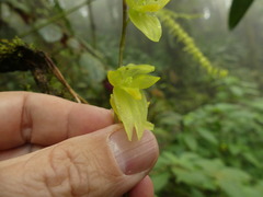 Pleurothallis restrepioides