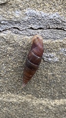 Mentissa canalifera