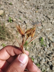 Themeda arundinacea