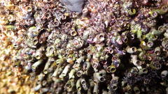 Petaloconchus montereyensis