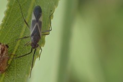 Orthotylus