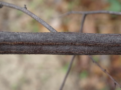 Grewia retinervis