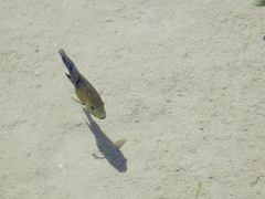 Herichthys minckleyi