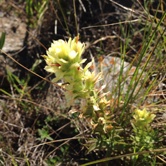 Castilleja affinis neglecta