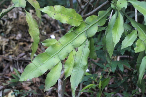 Epiphyllum oxypetalum