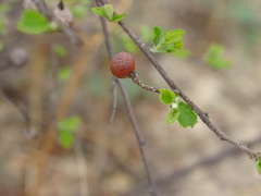 Grewia retinervis
