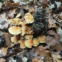 Hypholoma fasciculare