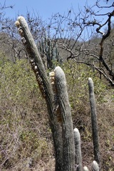 Espostoa melanostele