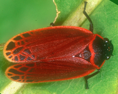 Ischnorhinini