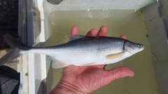 Gila elegans