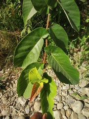 Ficus semicordata