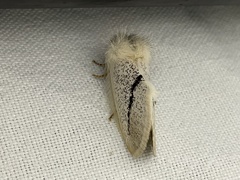 Striphnopteryginae