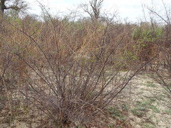 Grewia retinervis