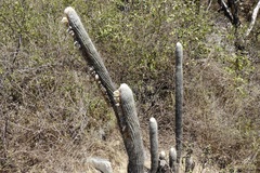 Espostoa melanostele