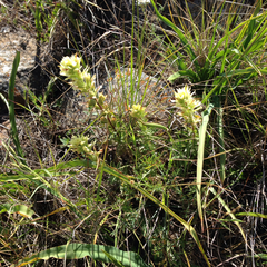 Castilleja affinis neglecta