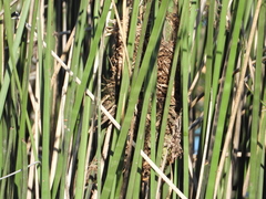 Phleocryptes melanops