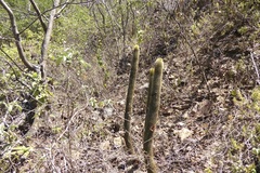 Haageocereus pacalaensis