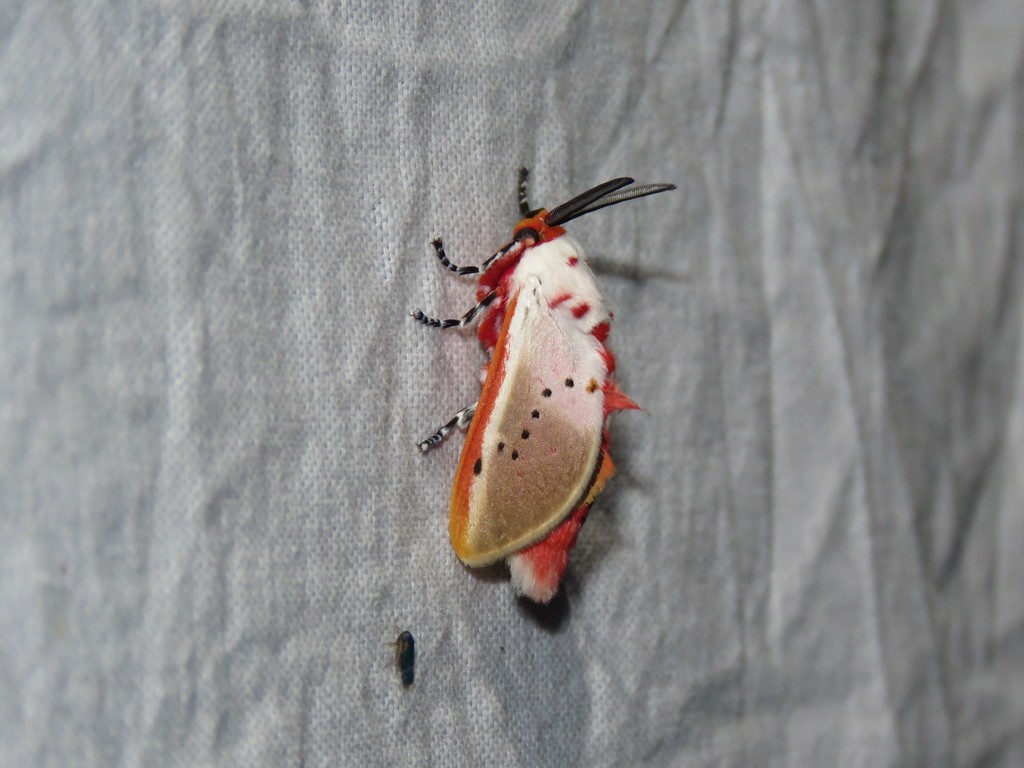 Trosia semirufula