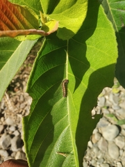Ficus semicordata