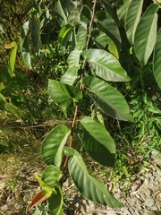 Ficus semicordata