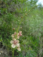 Verbascum × rubiginosum