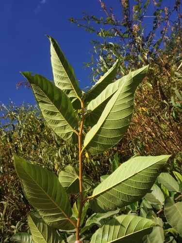 Image of Ficus semicordata by no rights reserved