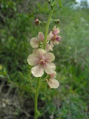 Verbascum × rubiginosum