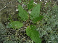 Verbascum × rubiginosum