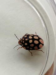 Steganocerus