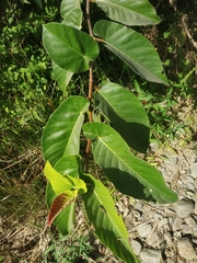 Ficus semicordata