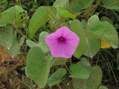 Ipomoea asarifolia