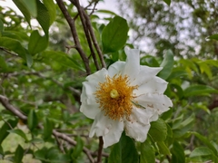 Oncoba spinosa