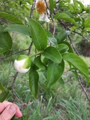 Oncoba spinosa