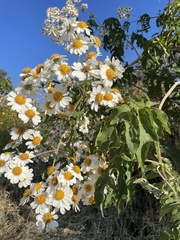 Montanoa bipinnatifida