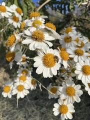 Montanoa bipinnatifida