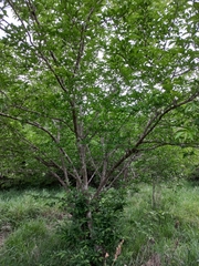 Oncoba spinosa
