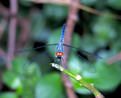 Brachydiplax