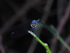 Brachydiplax