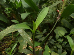 Maxillaria pardalina