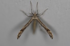 Lioptilodes albistriolatus