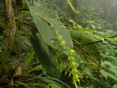 Pleurothallis restrepioides