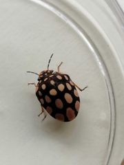Steganocerus